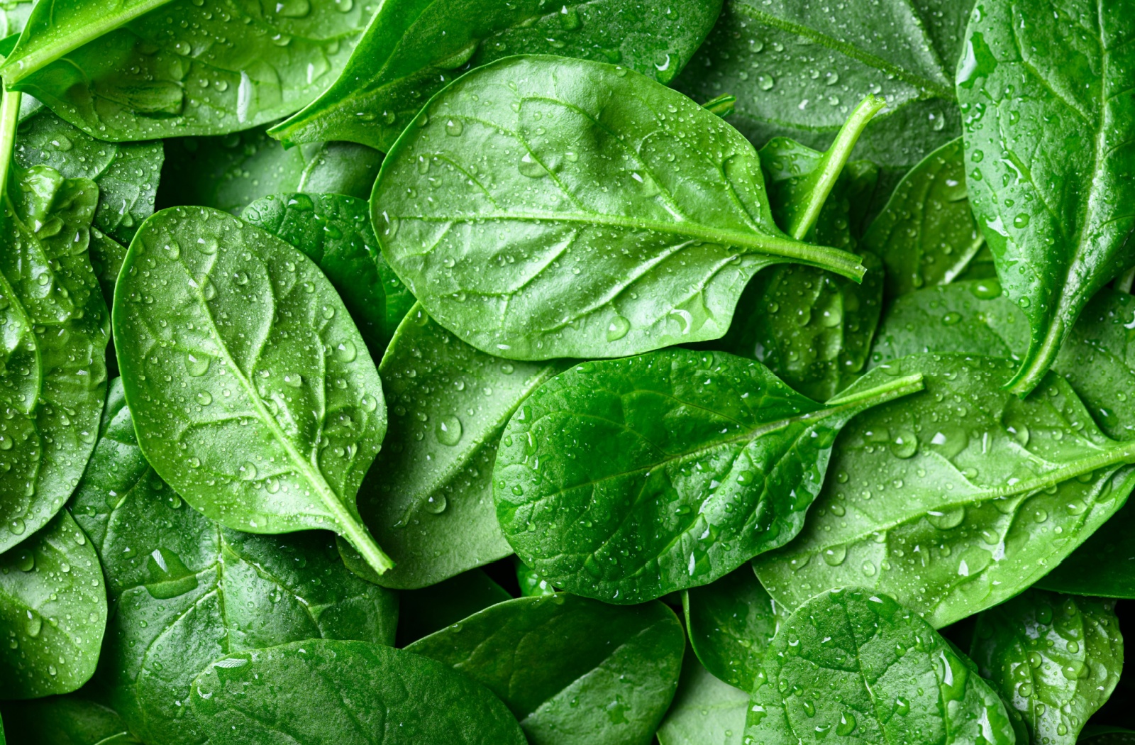 A stack of healthy leafy greens with water droplets are on display which support cardiovascular health as you age.