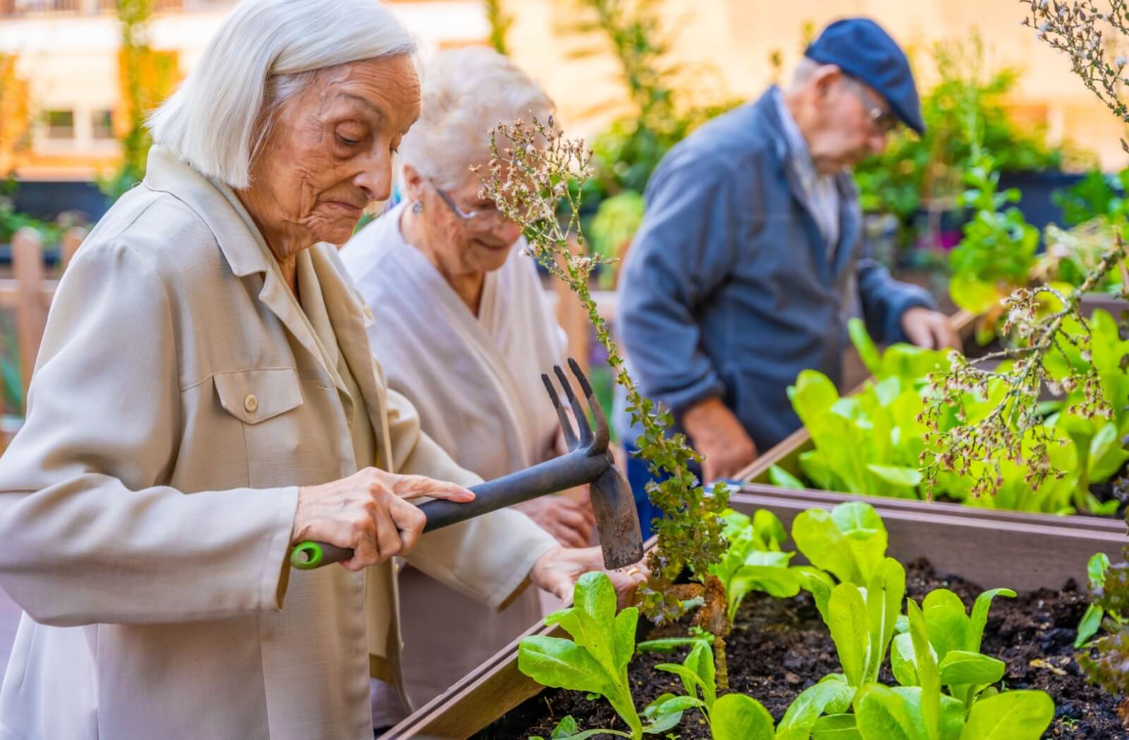 Three senior living residents use lightweight tools to work on their raised garden beds.